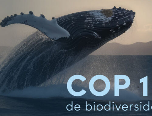 Consulta às mercocidades para contribuir à mensagem da COP16 e compartilhar avanços em matéria de Biodiversidade